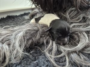 Schapendoes N-nest van de Roeskebeer